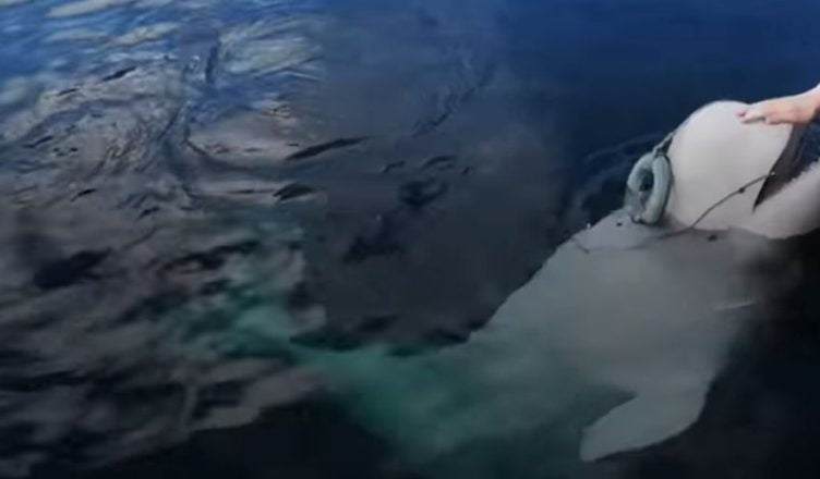 Balena-spion Beluga, din Rusia, se află în apele Norvegiei